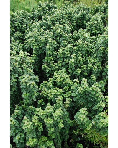 Дерен криваво-червоний Компресса | Cornus sanguinea Compressa | Дерен кроваво-красный Компресса