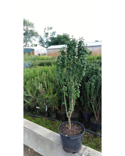 Дерен криваво-червоний Компресса | Cornus sanguinea Compressa | Дерен кроваво-красный Компресса