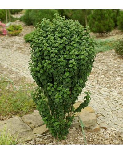 Дерен криваво-червоний Компресса | Cornus sanguinea Compressa | Дерен кроваво-красный Компресса