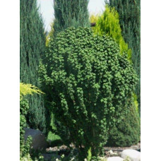 Дерен криваво-червоний Компресса | Cornus sanguinea Compressa | Дерен кроваво-красный Компресса