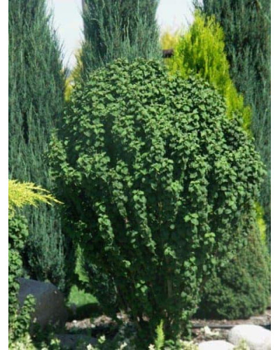 Дерен криваво-червоний Компресса | Cornus sanguinea Compressa | Дерен кроваво-красный Компресса
