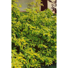 Дерен білий Спаєті | Cornus alba Spaethii | Дерен белый Спаети