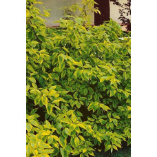 Дерен білий Спаєті | Cornus alba Spaethii | Дерен белый Спаети