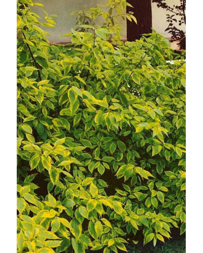 Дерен білий Спаєті | Cornus alba Spaethii | Дерен белый Спаети