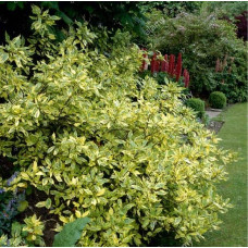 Дерен білий Спаєті | Cornus alba Spaethii | Дерен белый Спаети