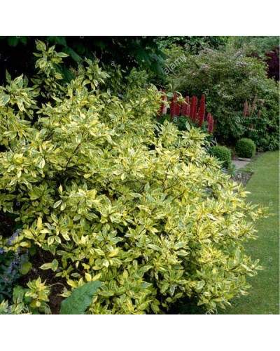 Дерен білий Спаєті | Cornus alba Spaethii | Дерен белый Спаети
