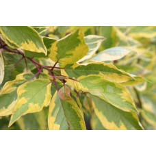 Дерен білий Спаєті | Cornus alba Spaethii | Дерен белый Спаети