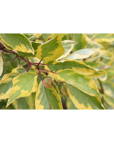 Дерен білий Спаєті | Cornus alba Spaethii | Дерен белый Спаети