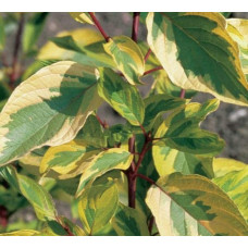 Дерен білий Спаєті | Cornus alba Spaethii | Дерен белый Спаети