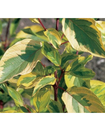 Дерен білий Спаєті | Cornus alba Spaethii | Дерен белый Спаети