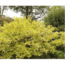 Дерен білий Спаєті | Cornus alba Spaethii | Дерен белый Спаети