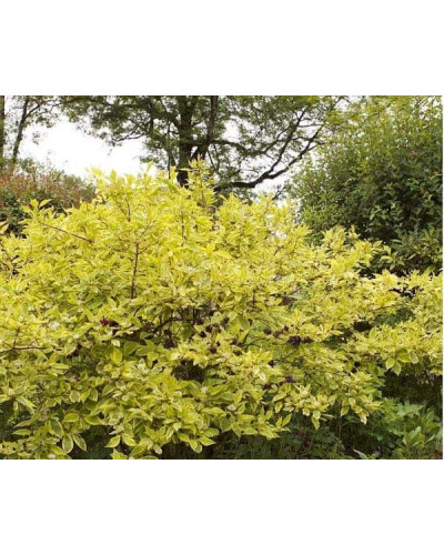 Дерен білий Спаєті | Cornus alba Spaethii | Дерен белый Спаети