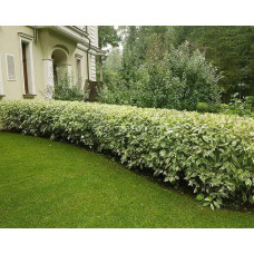 Дерен білий Спаєті | Cornus alba Spaethii | Дерен белый Спаети