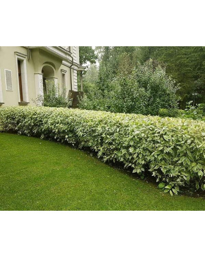 Дерен білий Спаєті | Cornus alba Spaethii | Дерен белый Спаети