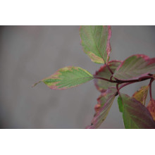 Дерен білий Спаєті | Cornus alba Spaethii | Дерен белый Спаети