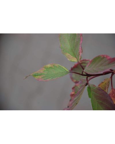Дерен білий Спаєті | Cornus alba Spaethii | Дерен белый Спаети