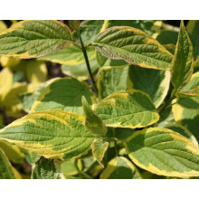 Дерен білий Спаєті | Cornus alba Spaethii | Дерен белый Спаети