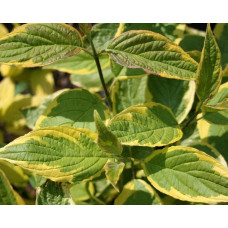 Дерен білий Спаєті | Cornus alba Spaethii | Дерен белый Спаети