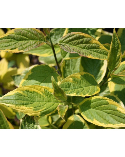 Дерен білий Спаєті | Cornus alba Spaethii | Дерен белый Спаети