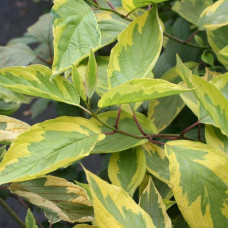 Дерен білий Спаєті | Cornus alba Spaethii | Дерен белый Спаети