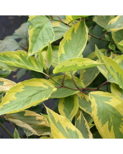 Дерен білий Спаєті | Cornus alba Spaethii | Дерен белый Спаети