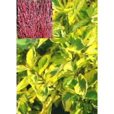 Дерен білий Спаєті | Cornus alba Spaethii | Дерен белый Спаети