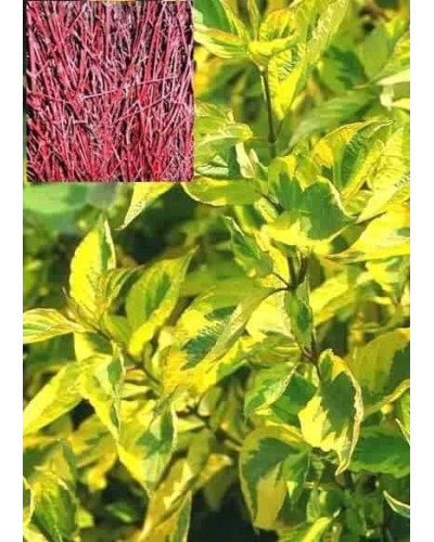 Дерен білий Спаєті | Cornus alba Spaethii | Дерен белый Спаети