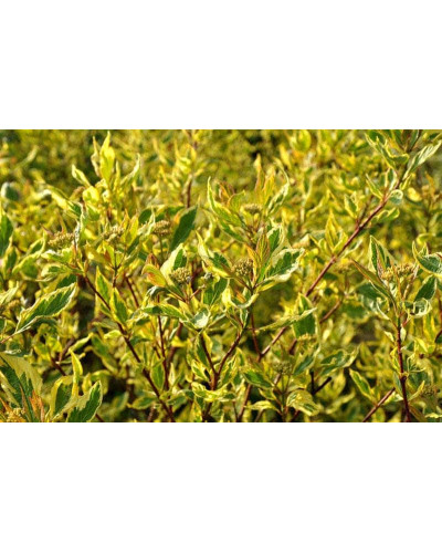Дерен білий Спаєті | Cornus alba Spaethii | Дерен белый Спаети