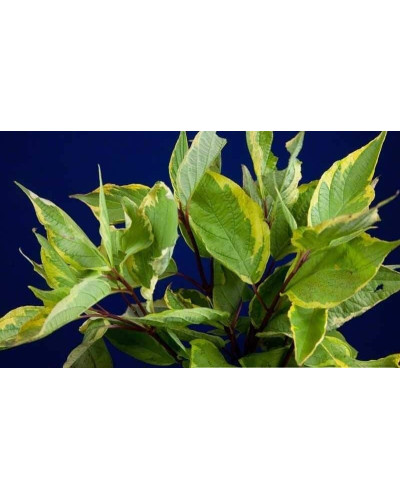 Дерен білий Спаєті | Cornus alba Spaethii | Дерен белый Спаети