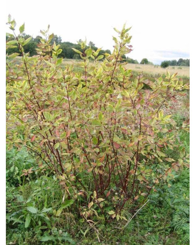 Дерен білий Спаєті | Cornus alba Spaethii | Дерен белый Спаети