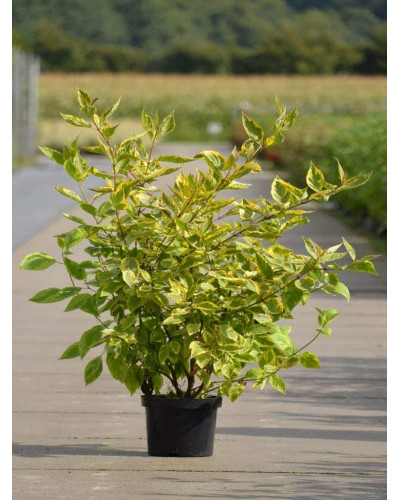 Дерен білий Спаєті | Cornus alba Spaethii | Дерен белый Спаети