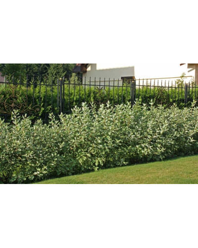 Дерен білий Спаєті | Cornus alba Spaethii | Дерен белый Спаети