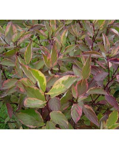 Дерен білий Спаєті | Cornus alba Spaethii | Дерен белый Спаети