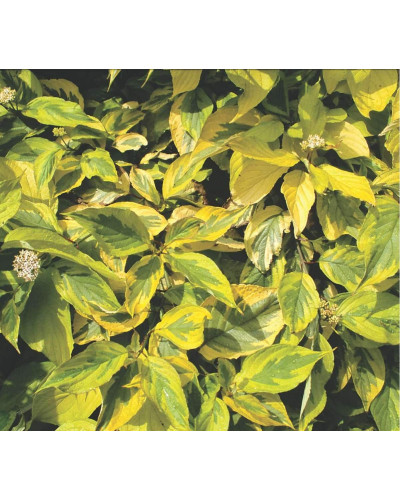 Дерен білий Спаєті | Cornus alba Spaethii | Дерен белый Спаети