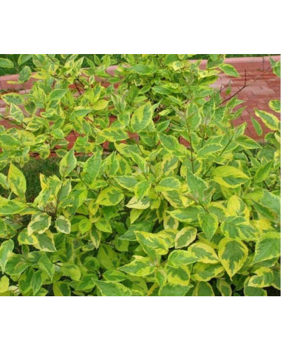 Дерен білий Спаєті | Cornus alba Spaethii | Дерен белый Спаети