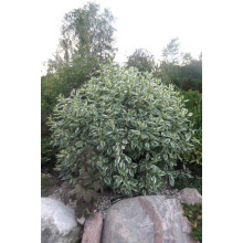 Дерен білий Сібіріка Варієгата | Cornus alba Sibirica Variegata | Дерен белый Сибирика Вариегата