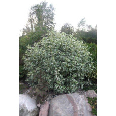Дерен білий Сібіріка Варієгата | Cornus alba Sibirica Variegata | Дерен белый Сибирика Вариегата