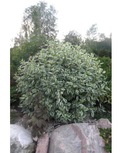 Дерен білий Сібіріка Варієгата | Cornus alba Sibirica Variegata | Дерен белый Сибирика Вариегата