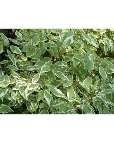 Дерен білий Сібіріка Варієгата | Cornus alba Sibirica Variegata | Дерен белый Сибирика Вариегата