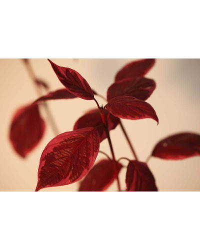 Дерен білий Сібіріка Варієгата | Cornus alba Sibirica Variegata | Дерен белый Сибирика Вариегата