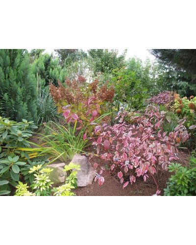 Дерен білий Сібіріка Варієгата | Cornus alba Sibirica Variegata | Дерен белый Сибирика Вариегата