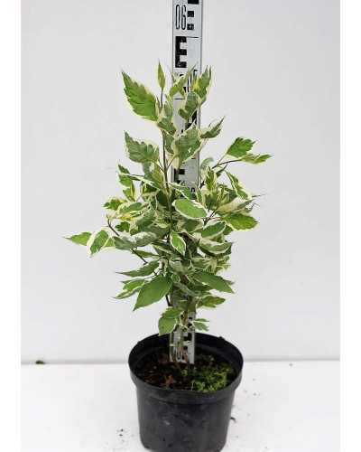 Дерен білий Сібіріка Варієгата | Cornus alba Sibirica Variegata | Дерен белый Сибирика Вариегата