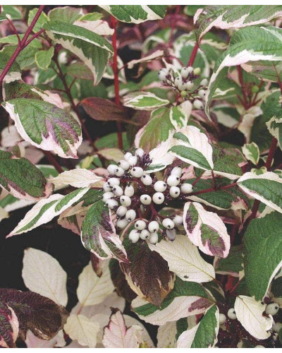 Дерен білий Сібіріка Варієгата | Cornus alba Sibirica Variegata | Дерен белый Сибирика Вариегата