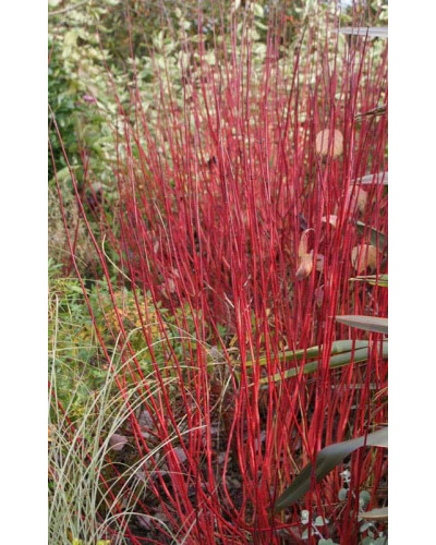 Дерен білий Сібіріка Варієгата | Cornus alba Sibirica Variegata | Дерен белый Сибирика Вариегата