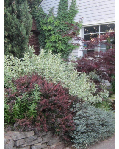 Дерен білий Сібіріка Варієгата | Cornus alba Sibirica Variegata | Дерен белый Сибирика Вариегата