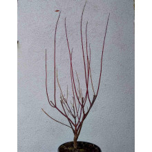 Дерен білий Сібіріка Варієгата | Cornus alba Sibirica Variegata | Дерен белый Сибирика Вариегата