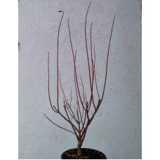 Дерен білий Сібіріка Варієгата | Cornus alba Sibirica Variegata | Дерен белый Сибирика Вариегата