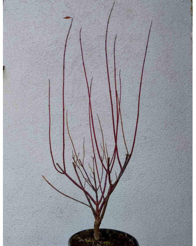 Дерен білий Сібіріка Варієгата | Cornus alba Sibirica Variegata | Дерен белый Сибирика Вариегата