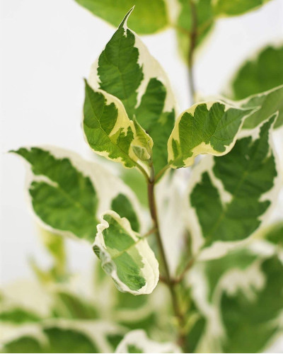 Дерен білий Сібіріка Варієгата | Cornus alba Sibirica Variegata | Дерен белый Сибирика Вариегата