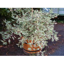 Дерен білий Сібіріка Варієгата | Cornus alba Sibirica Variegata | Дерен белый Сибирика Вариегата